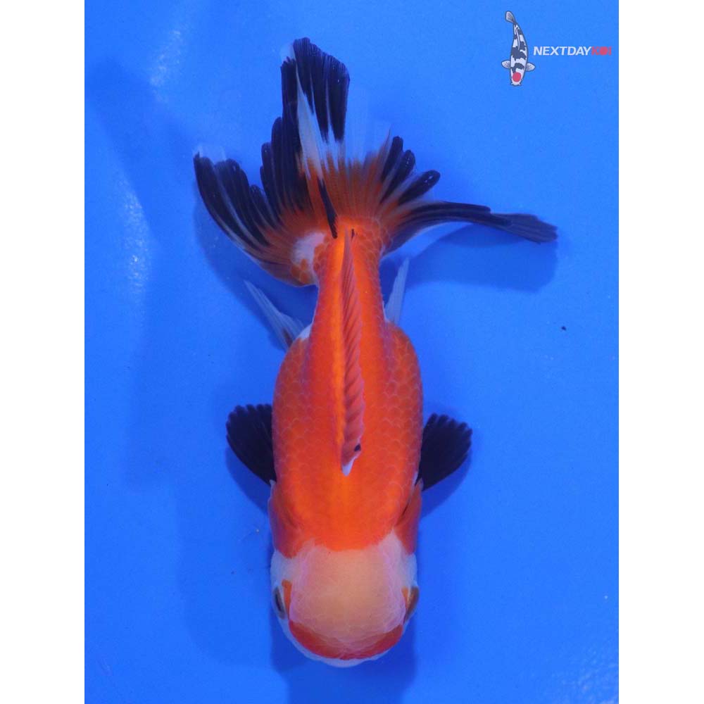 3.5” Imported Tri Color Oranda