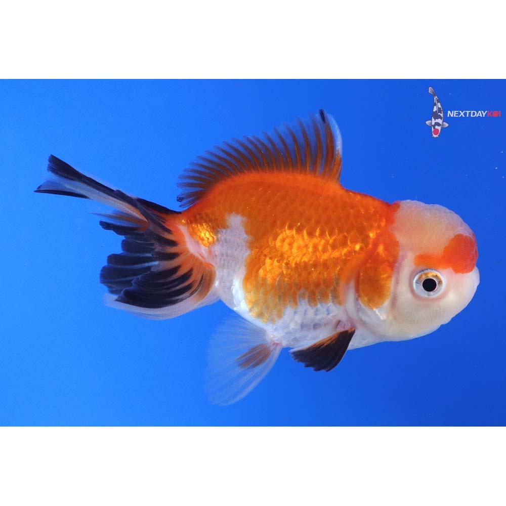 3.5” Imported Tri Color Oranda
