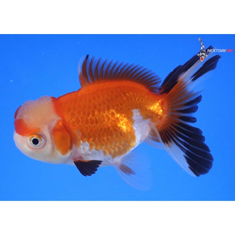3.5” Imported Tri Color Oranda