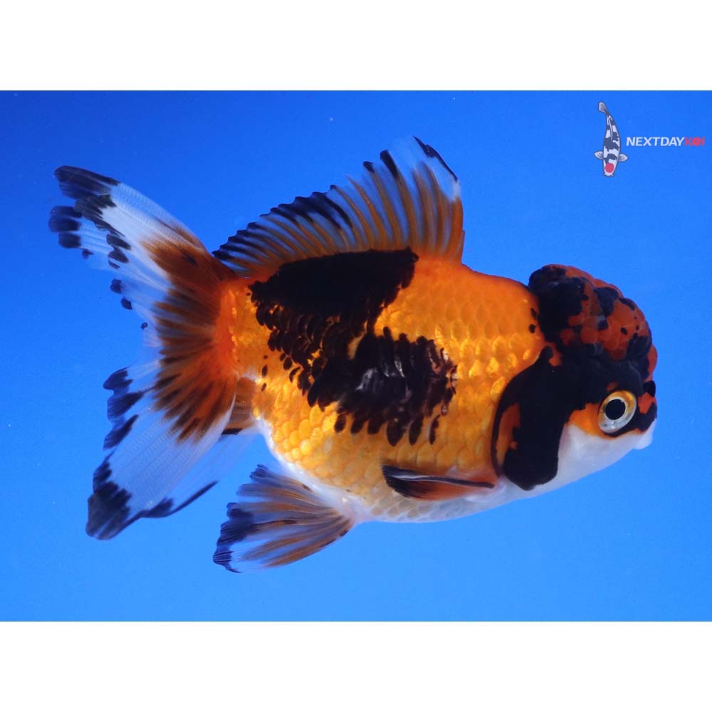 4” Imported Tri Color Oranda