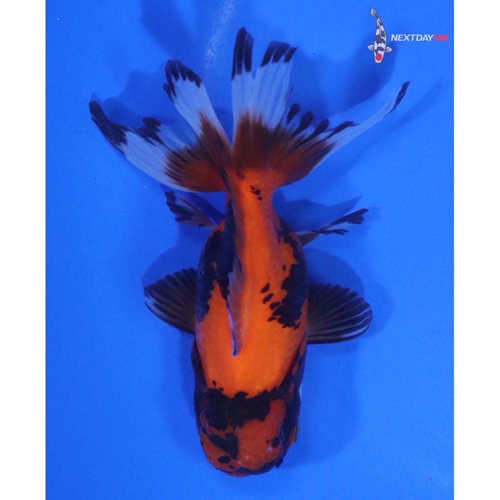 4” Imported Tri Color Oranda