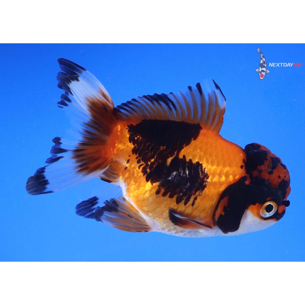 4” Imported Tri Color Oranda