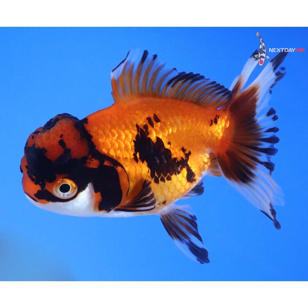 4” Imported Tri Color Oranda