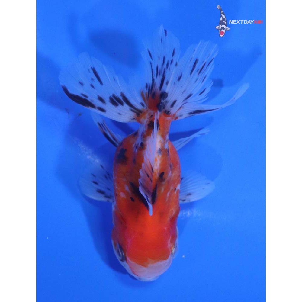 3.5” Imported Calico Oranda