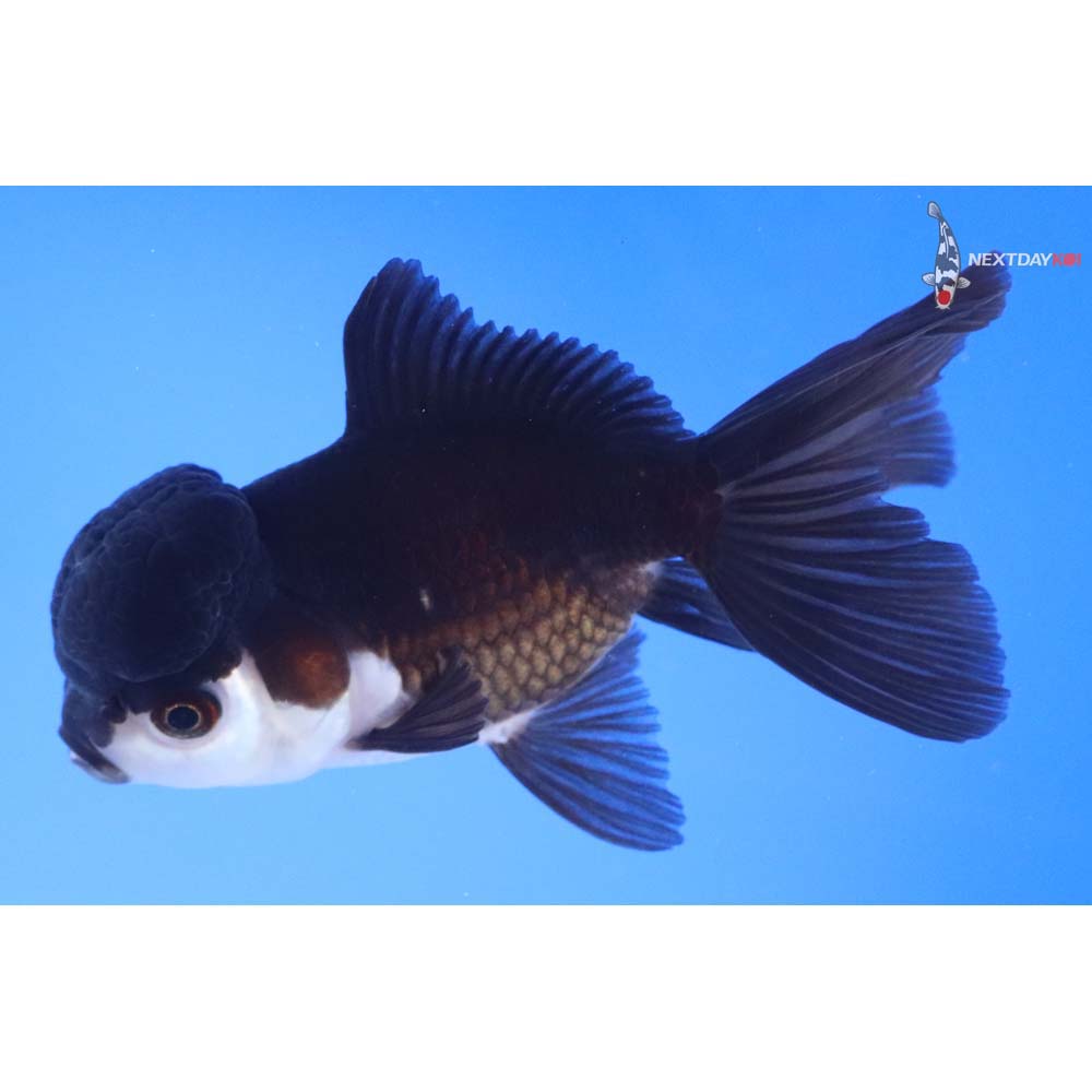 4.5” Imported Panda Oranda