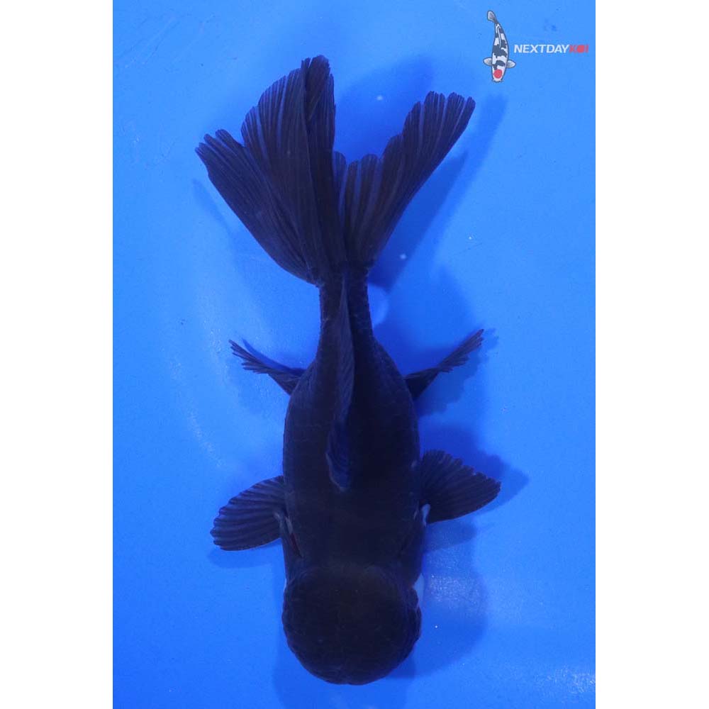 4.5” Imported Panda Oranda