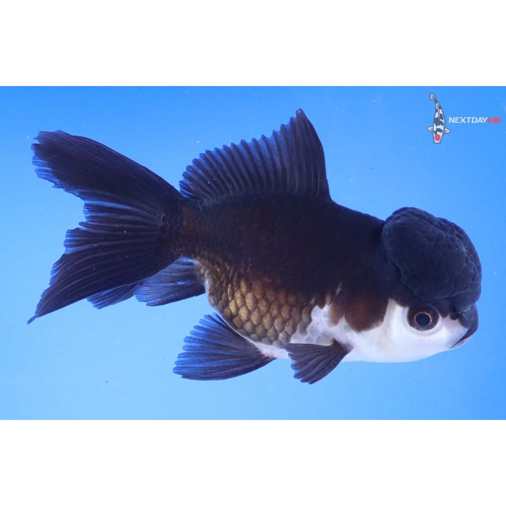4.5” Imported Panda Oranda