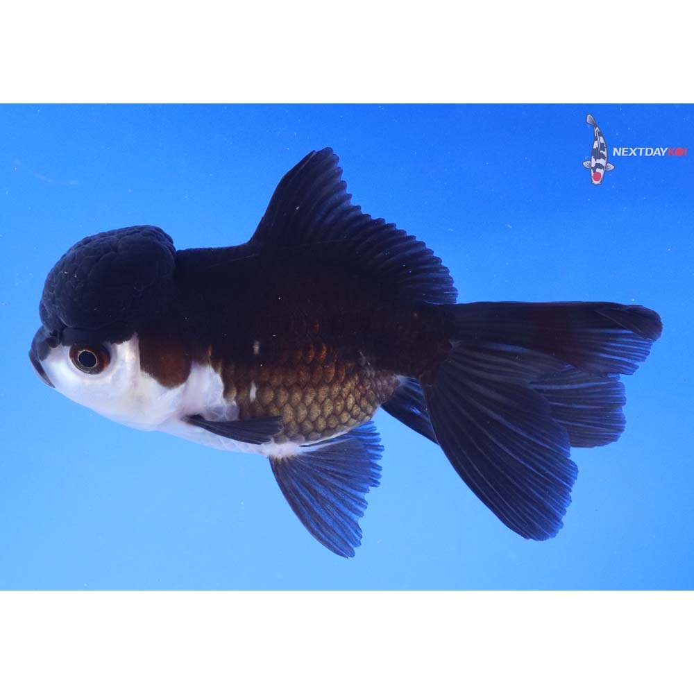 4.5” Imported Panda Oranda