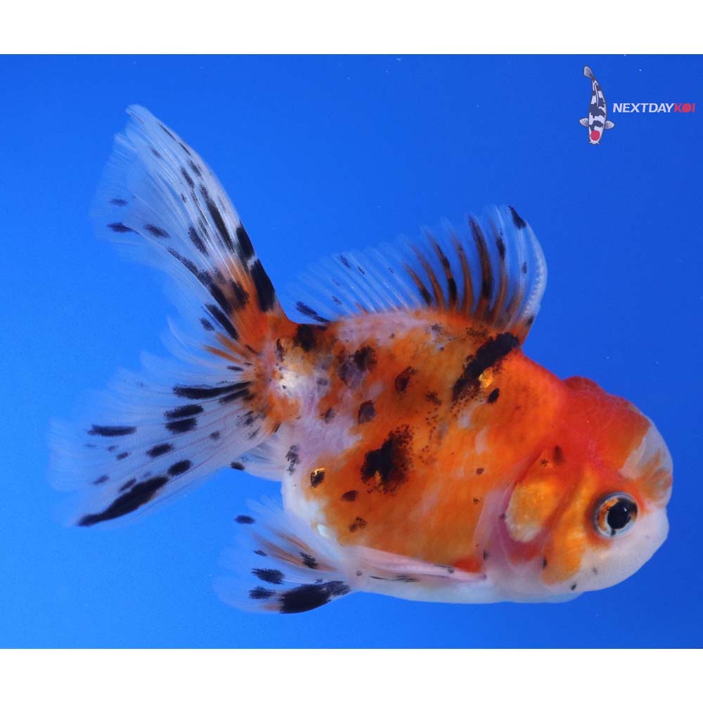 3.5” Imported Calico Oranda