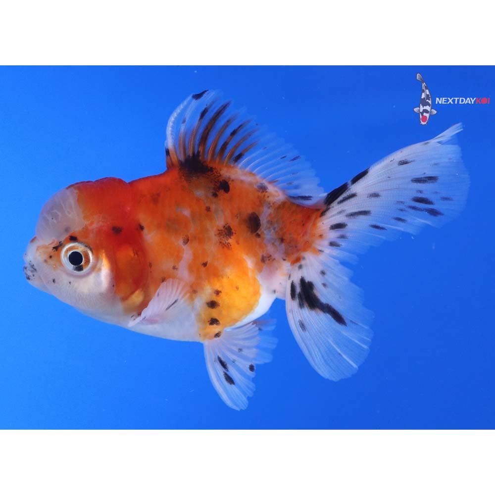 3.5” Imported Calico Oranda