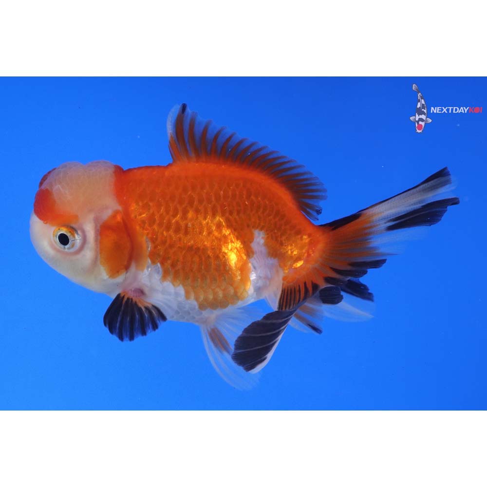 3.5” Imported Tri Color Oranda