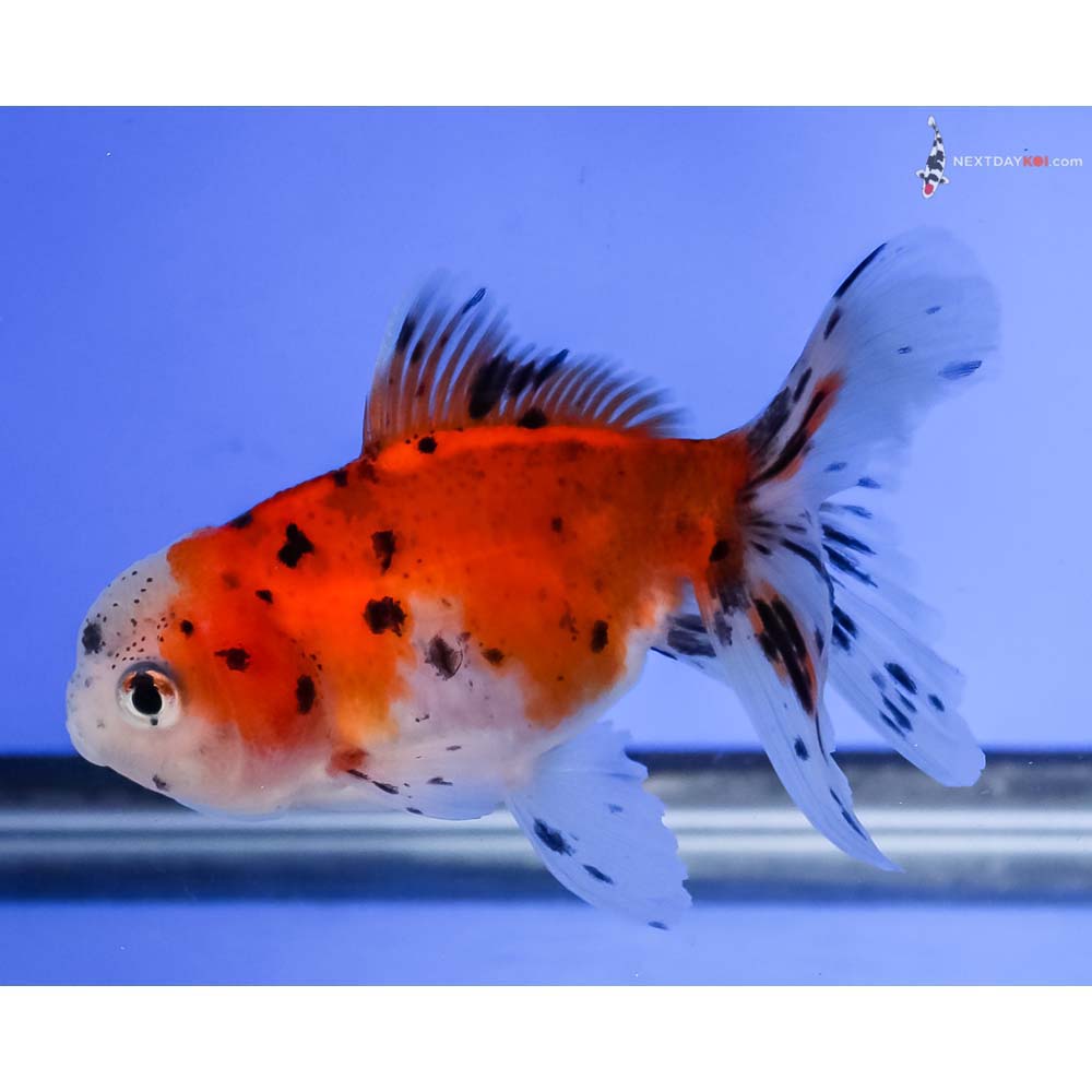 4” Imported Calico Oranda