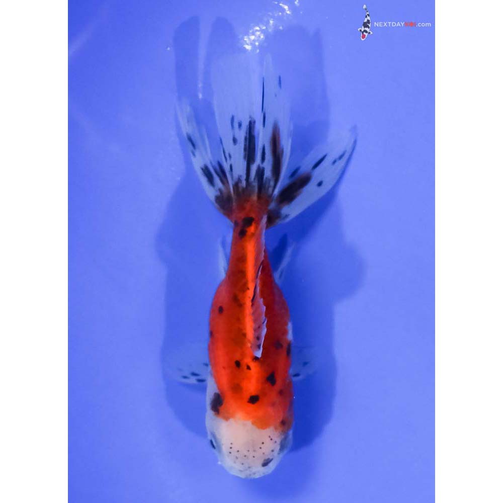 4” Imported Calico Oranda