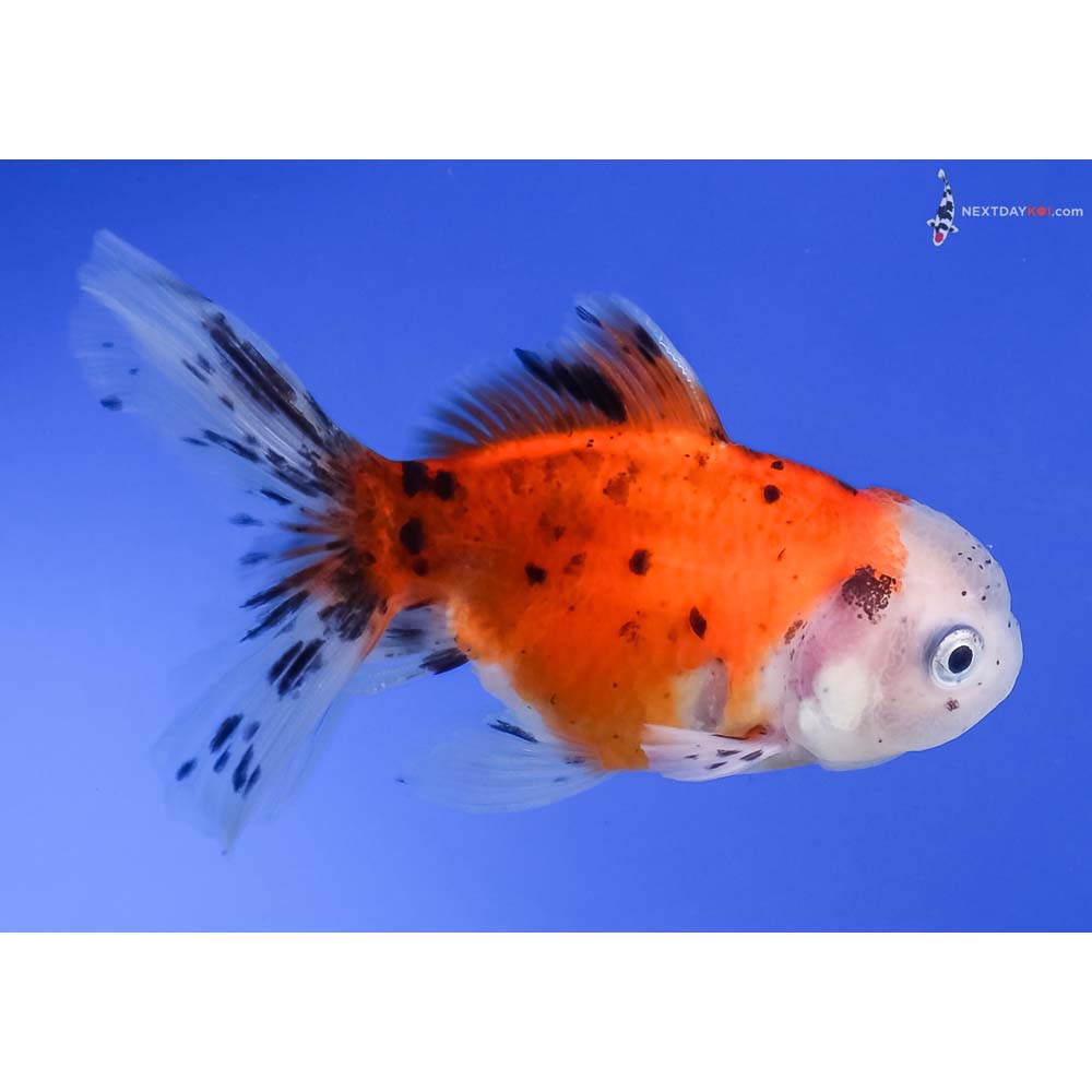 4” Imported Calico Oranda