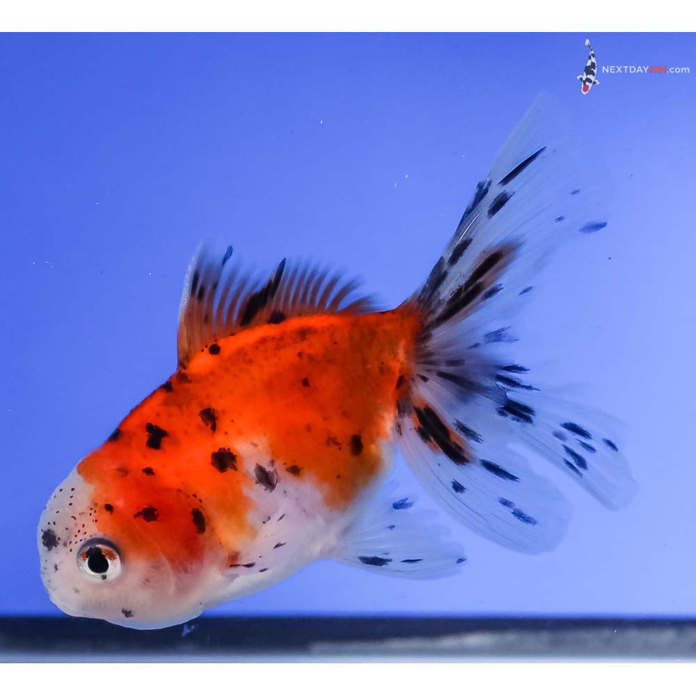 4” Imported Calico Oranda