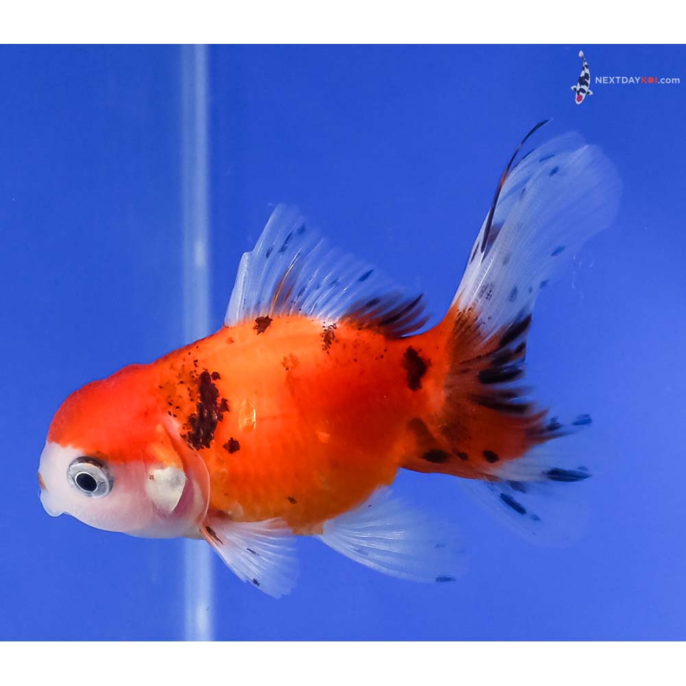 3” Imported Calico Oranda