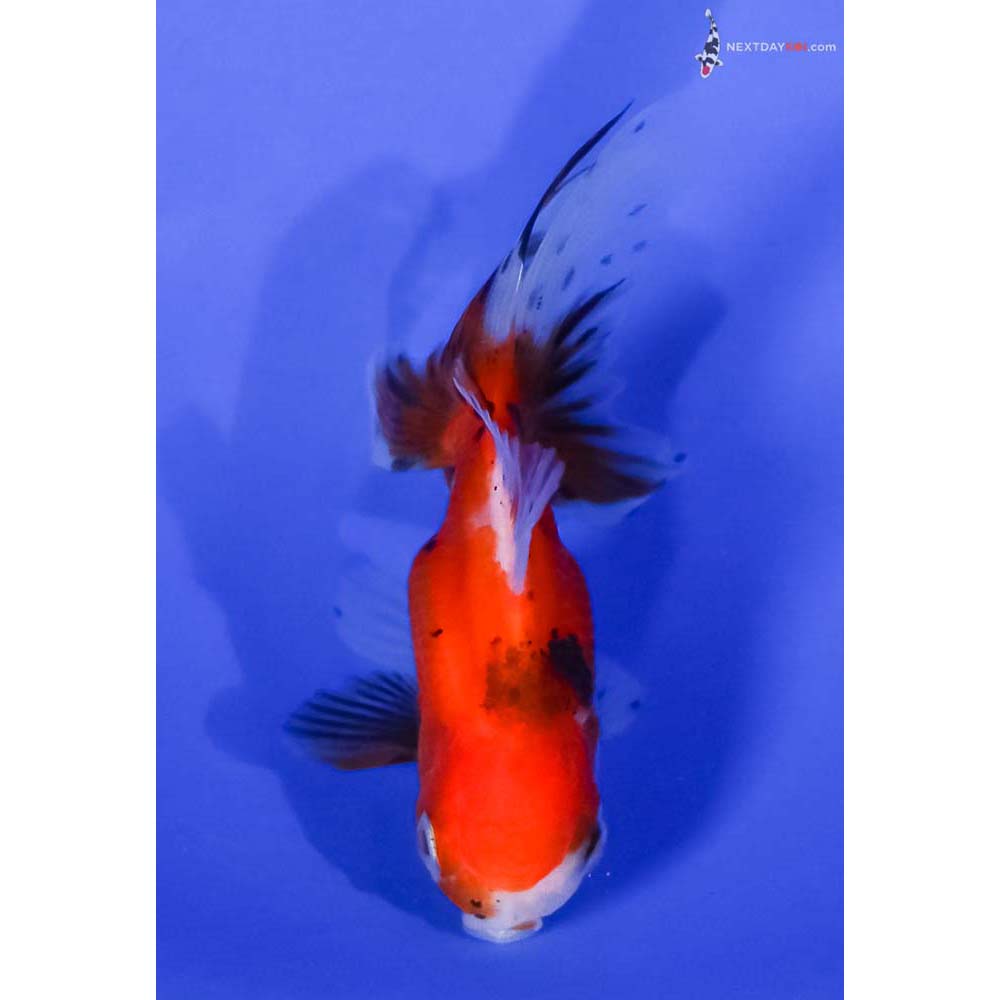 3” Imported Calico Oranda