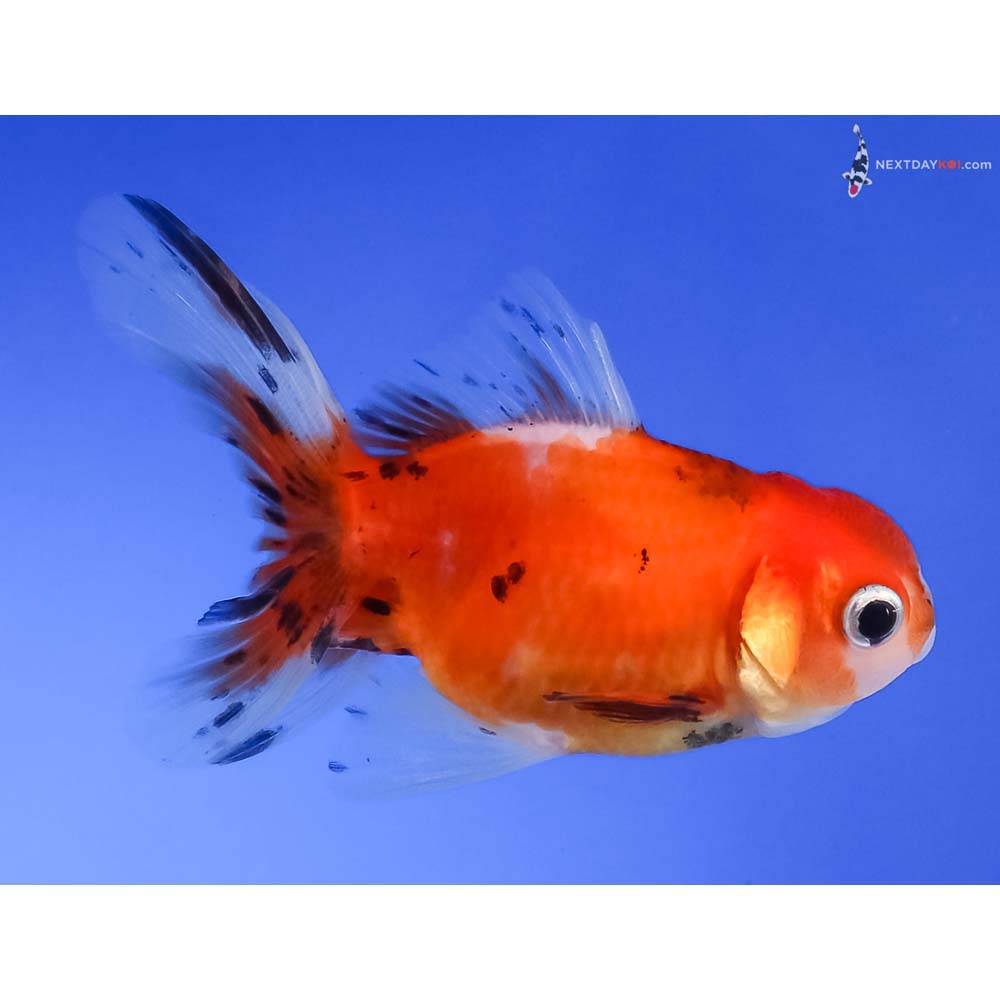 3” Imported Calico Oranda