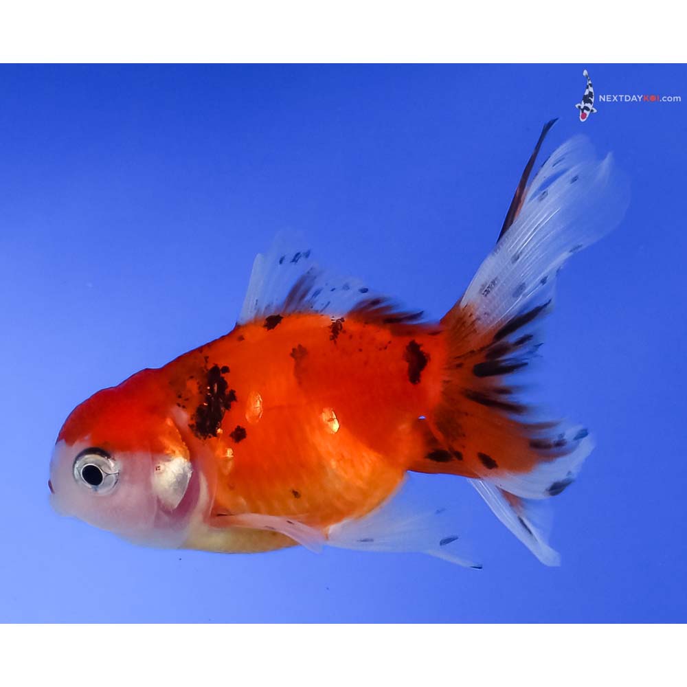 3” Imported Calico Oranda