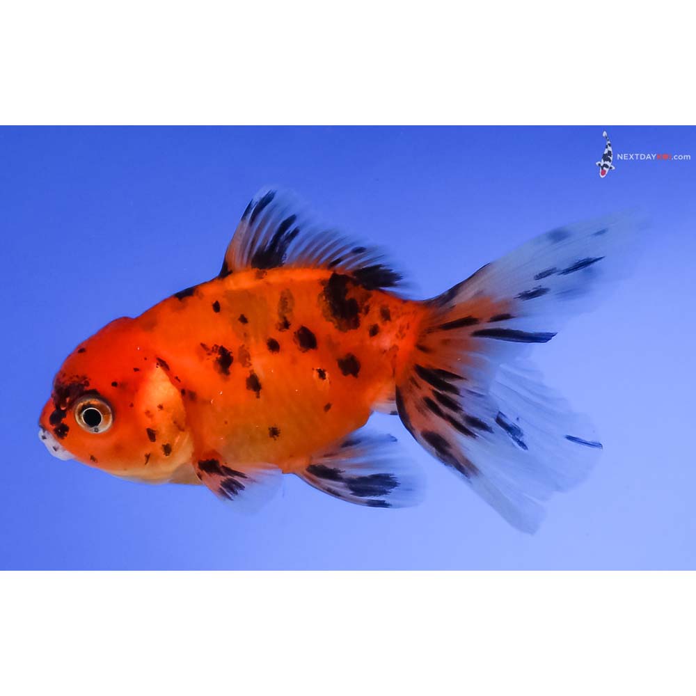 3.5” Imported Calico Oranda