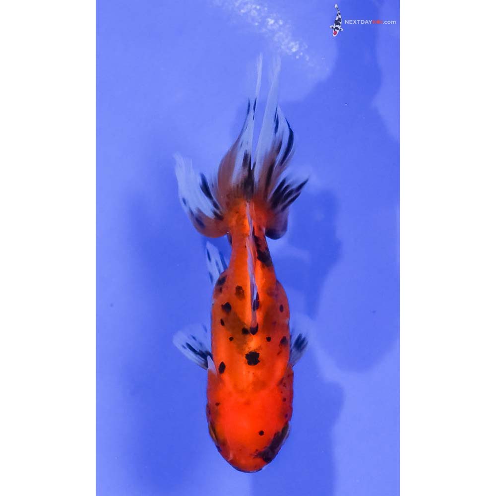 3.5” Imported Calico Oranda