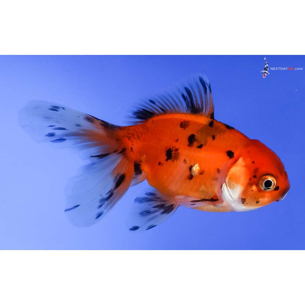 3.5” Imported Calico Oranda