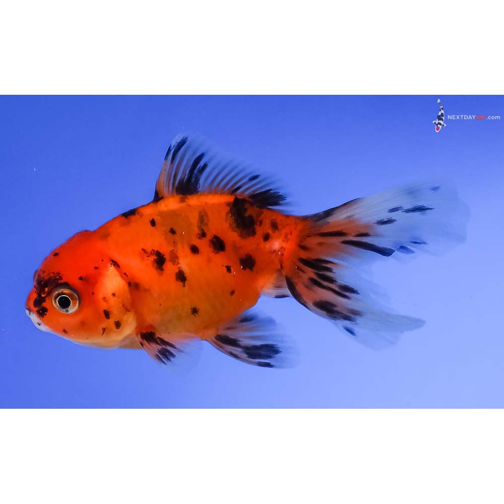 3.5” Imported Calico Oranda