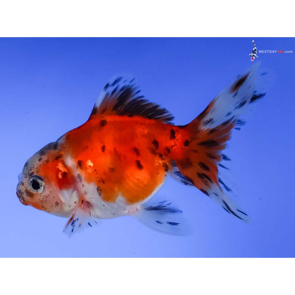 3.5” Imported Calico Oranda