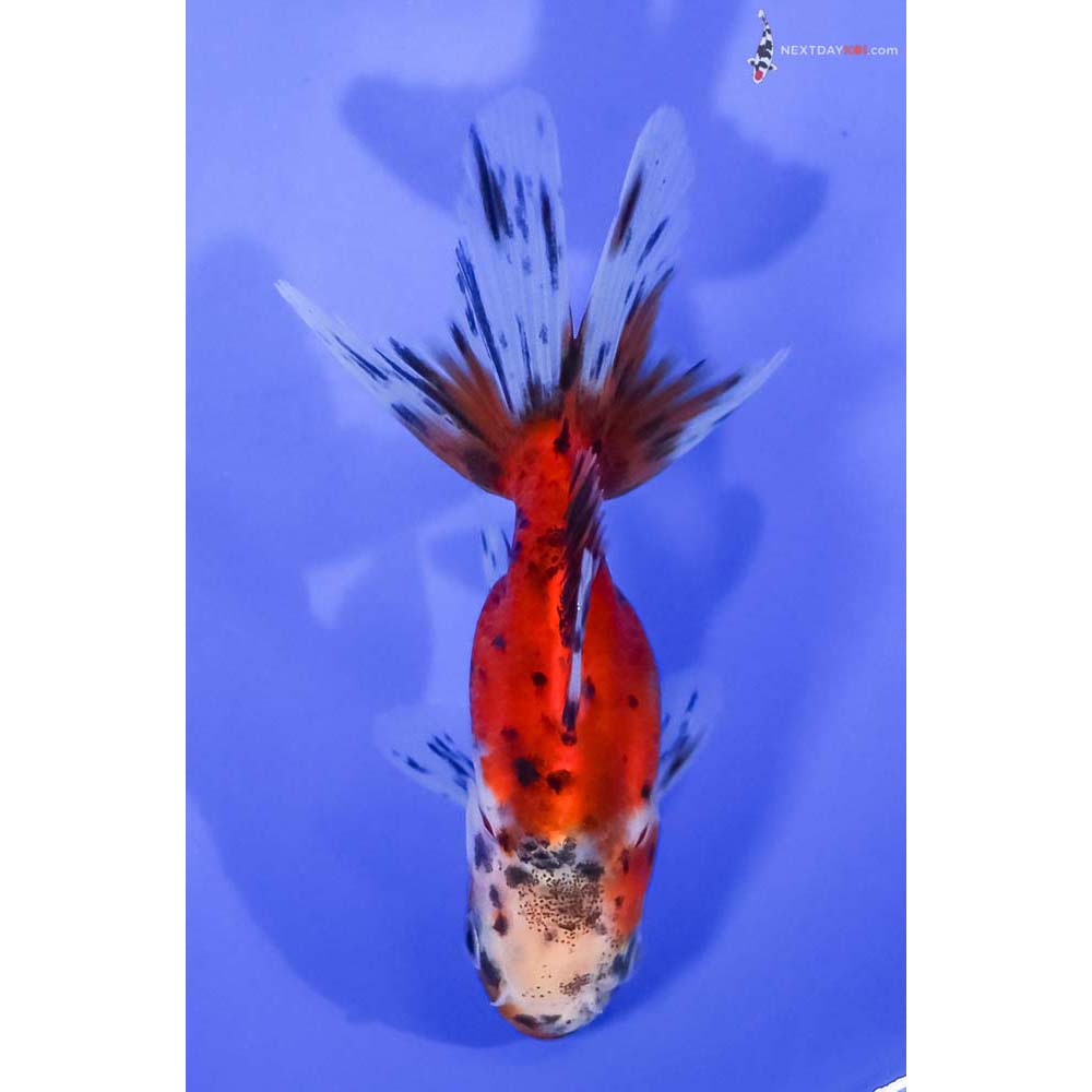 3.5” Imported Calico Oranda