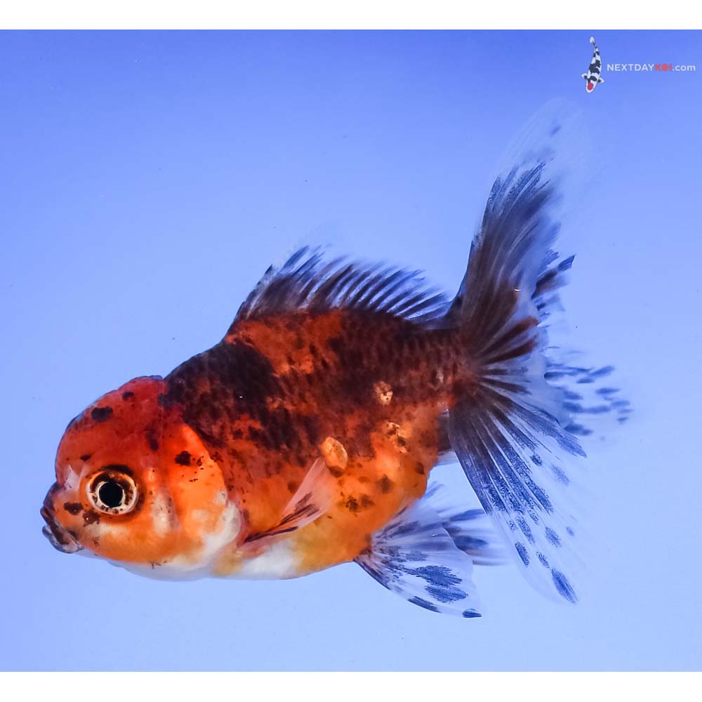 3.5” Imported Calico Oranda