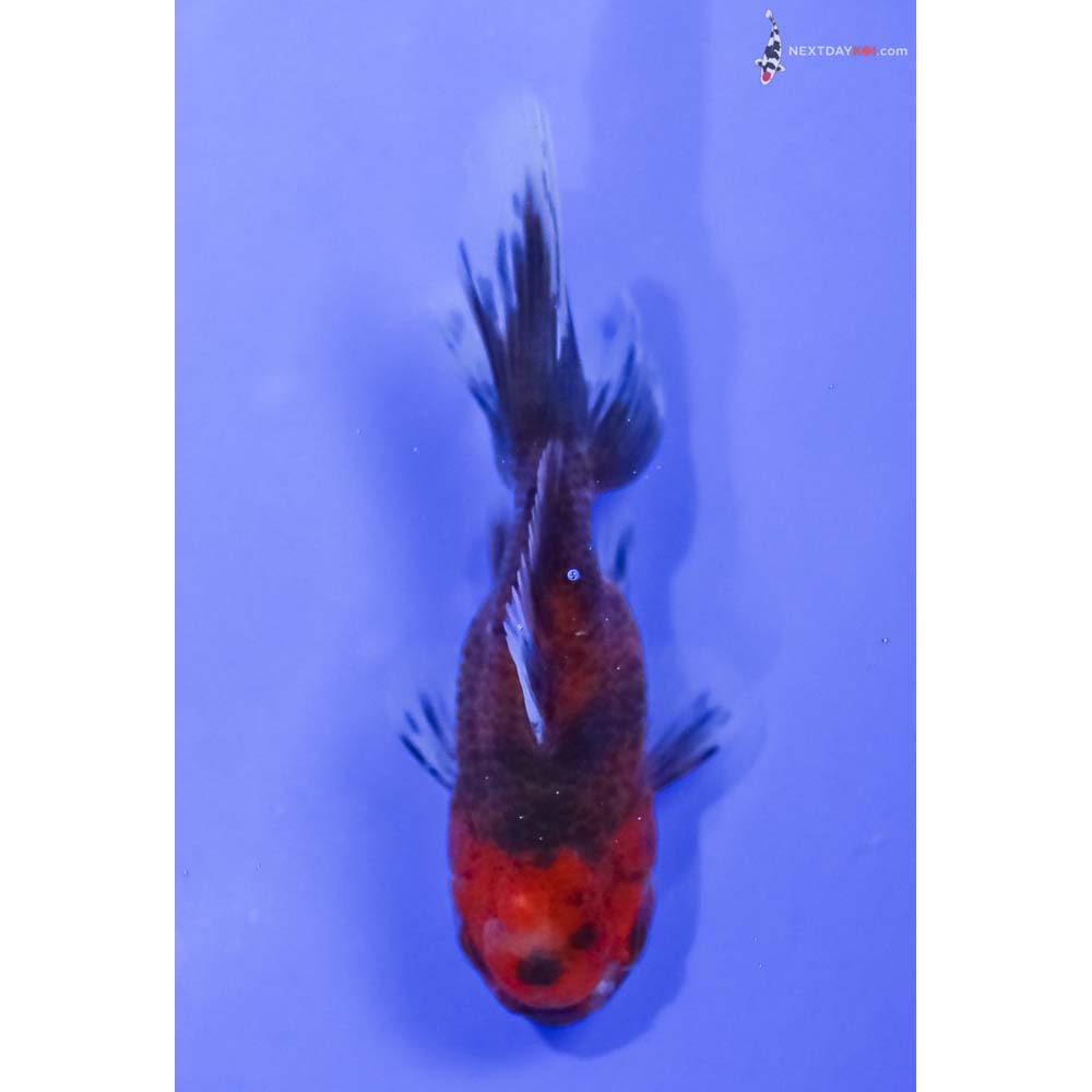 3.5” Imported Calico Oranda