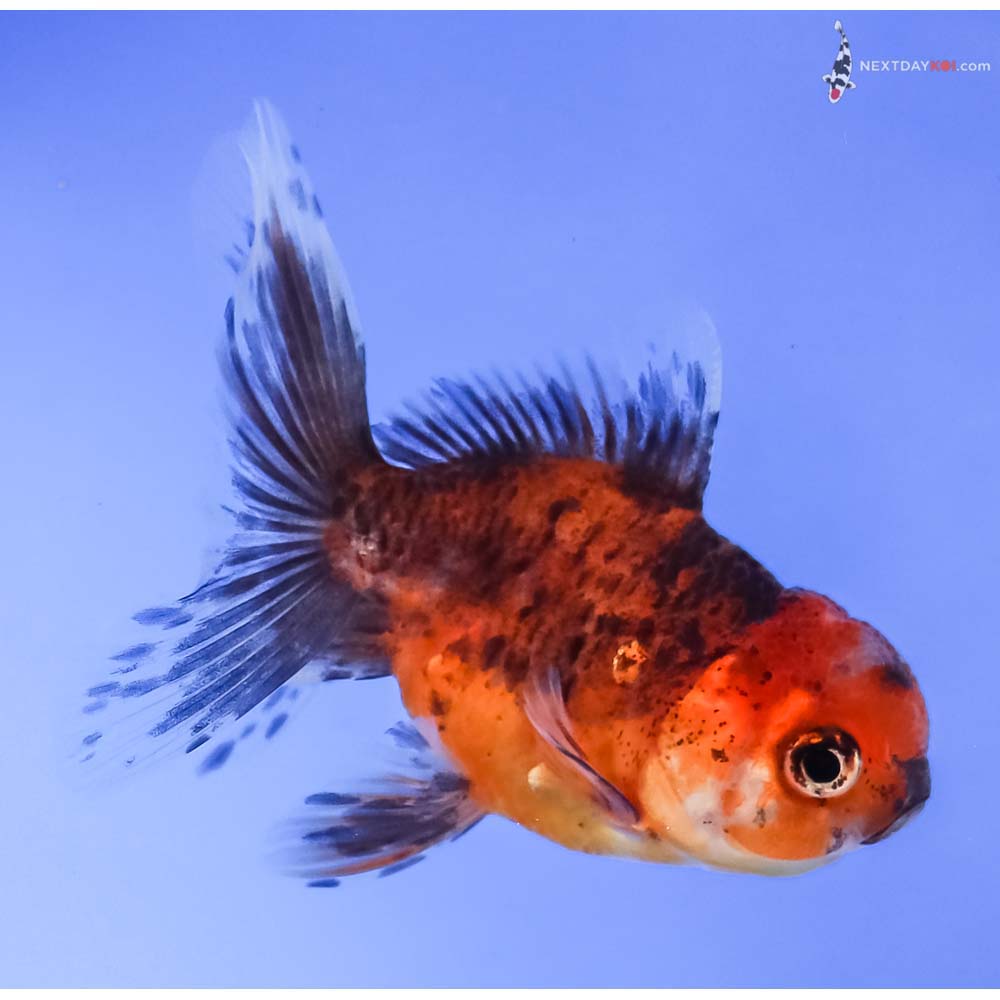 3.5” Imported Calico Oranda