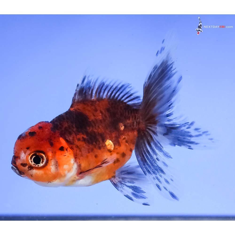 3.5” Imported Calico Oranda