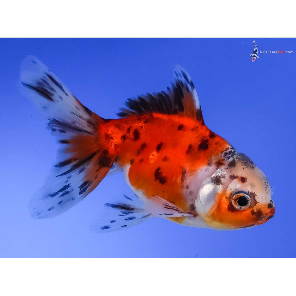 3.5” Imported Calico Oranda
