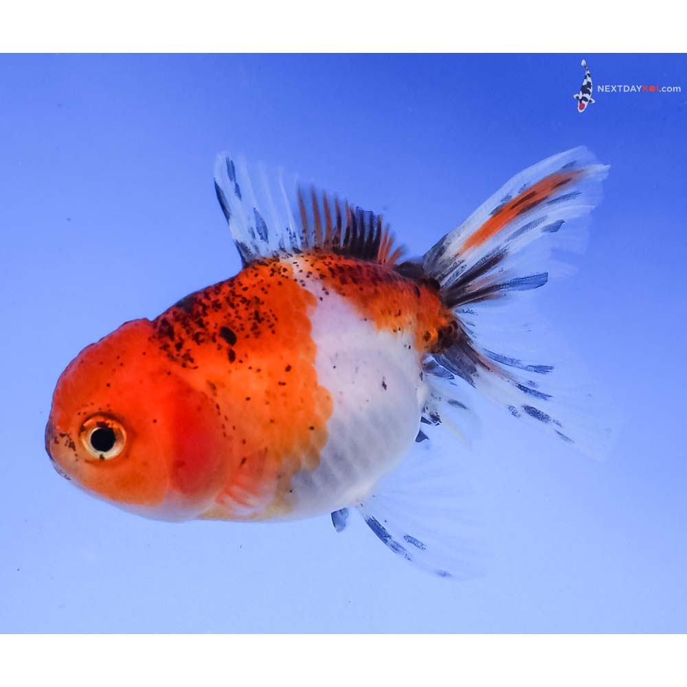 3” Imported Calico Oranda