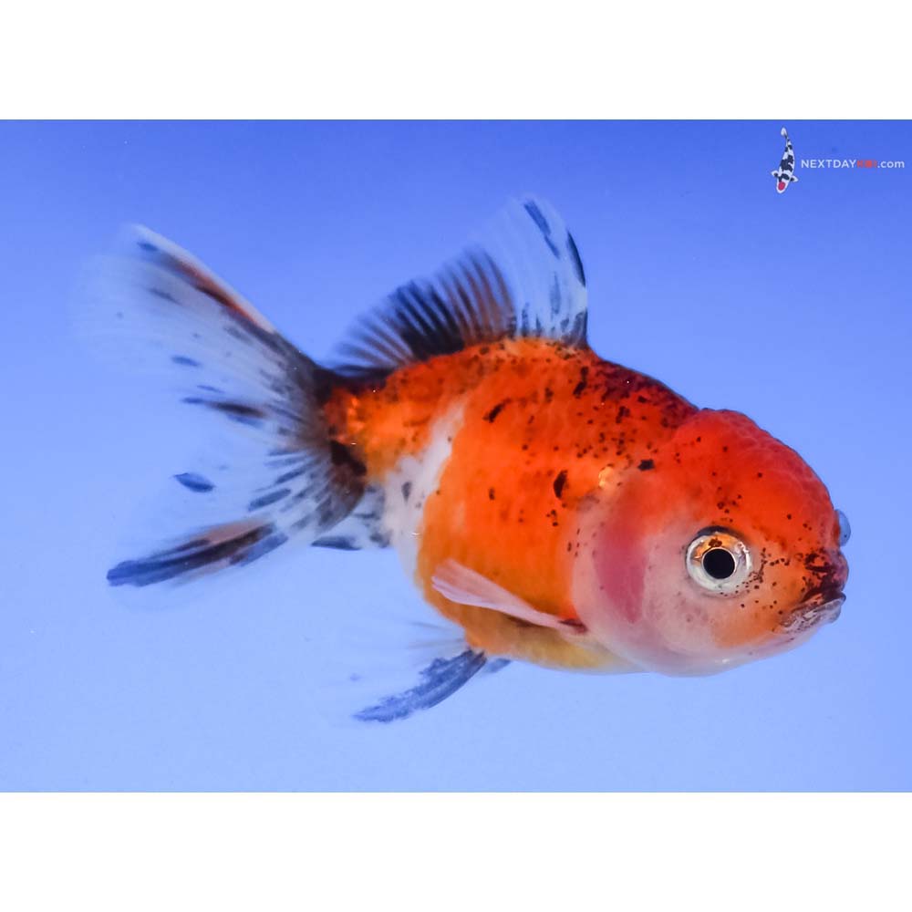 3” Imported Calico Oranda