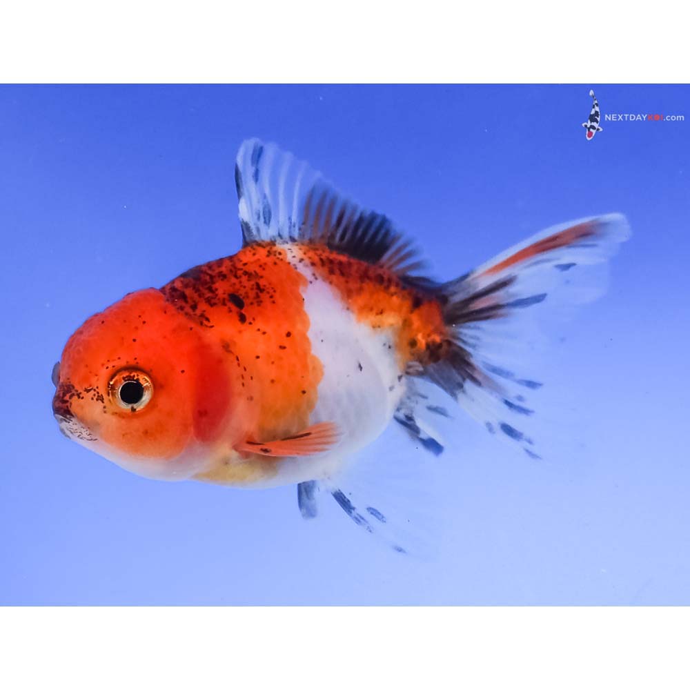 3” Imported Calico Oranda