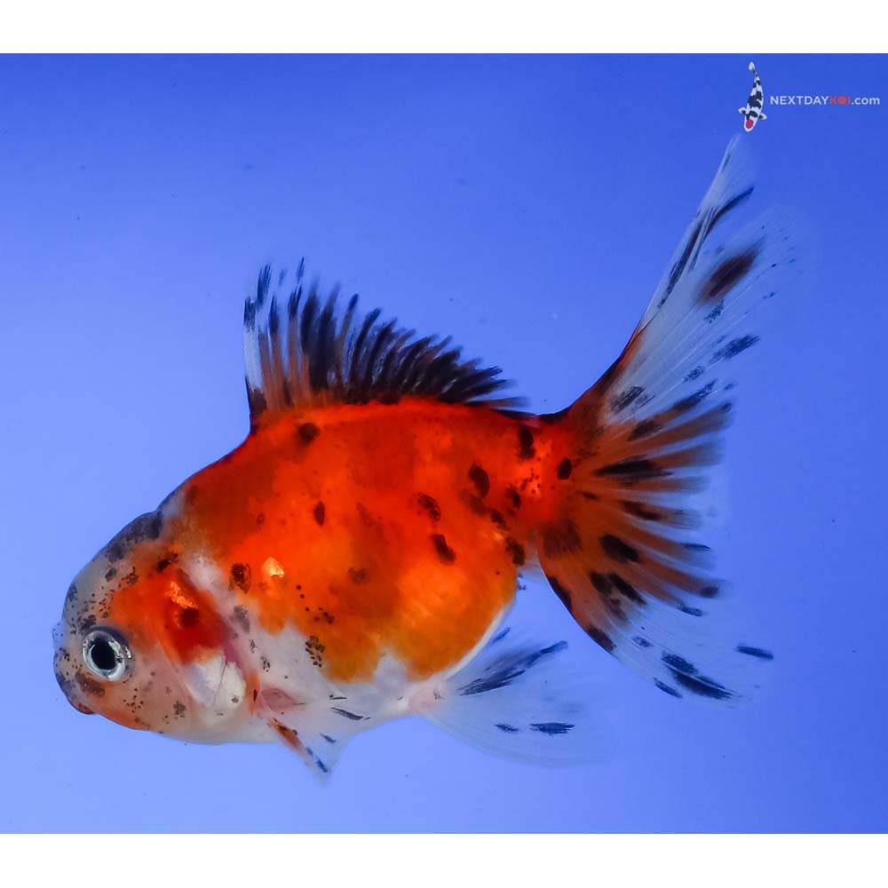 3.5” Imported Calico Oranda