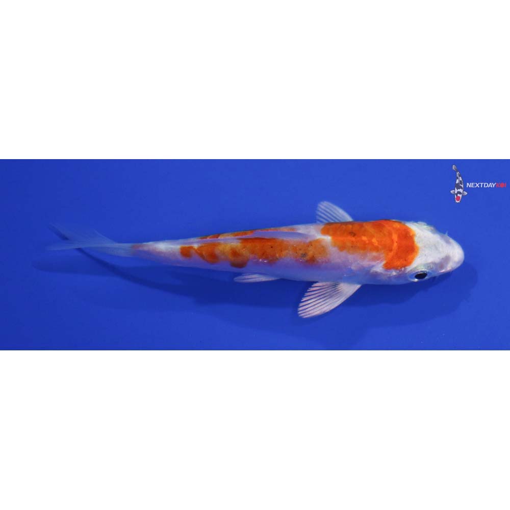 3” Imported Kikusui