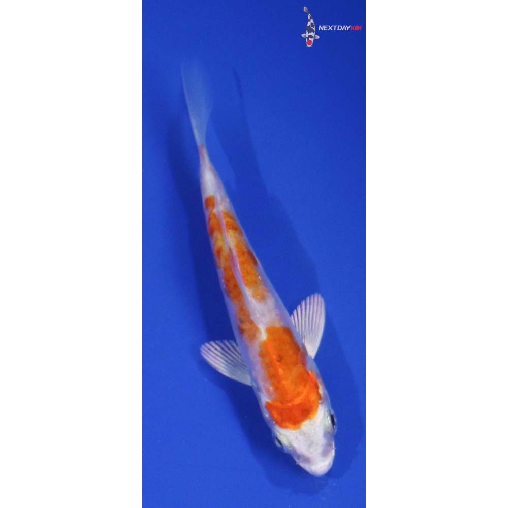 3” Imported Kikusui