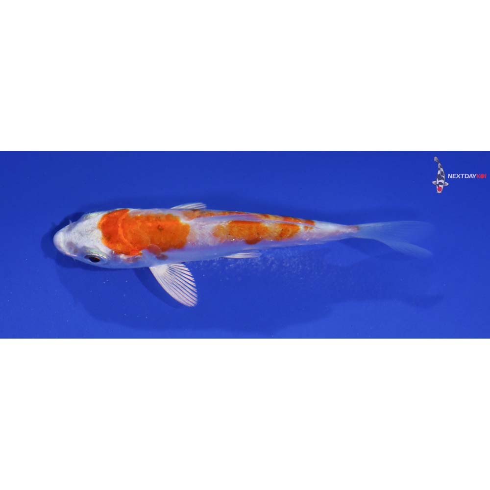 3” Imported Kikusui