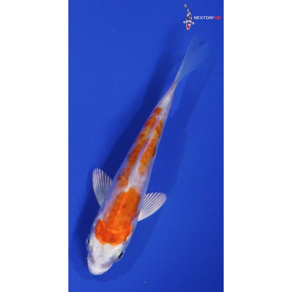 3” Imported Kikusui