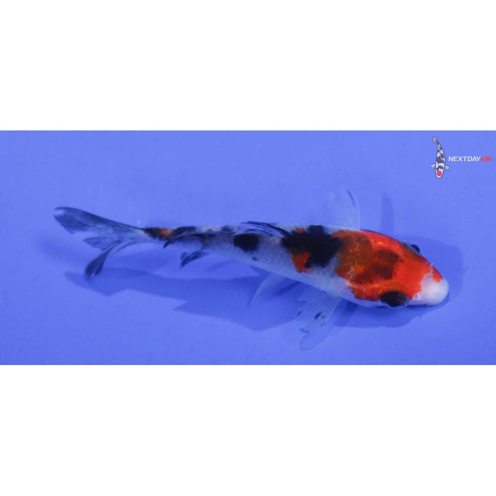 3” Imported Sanke