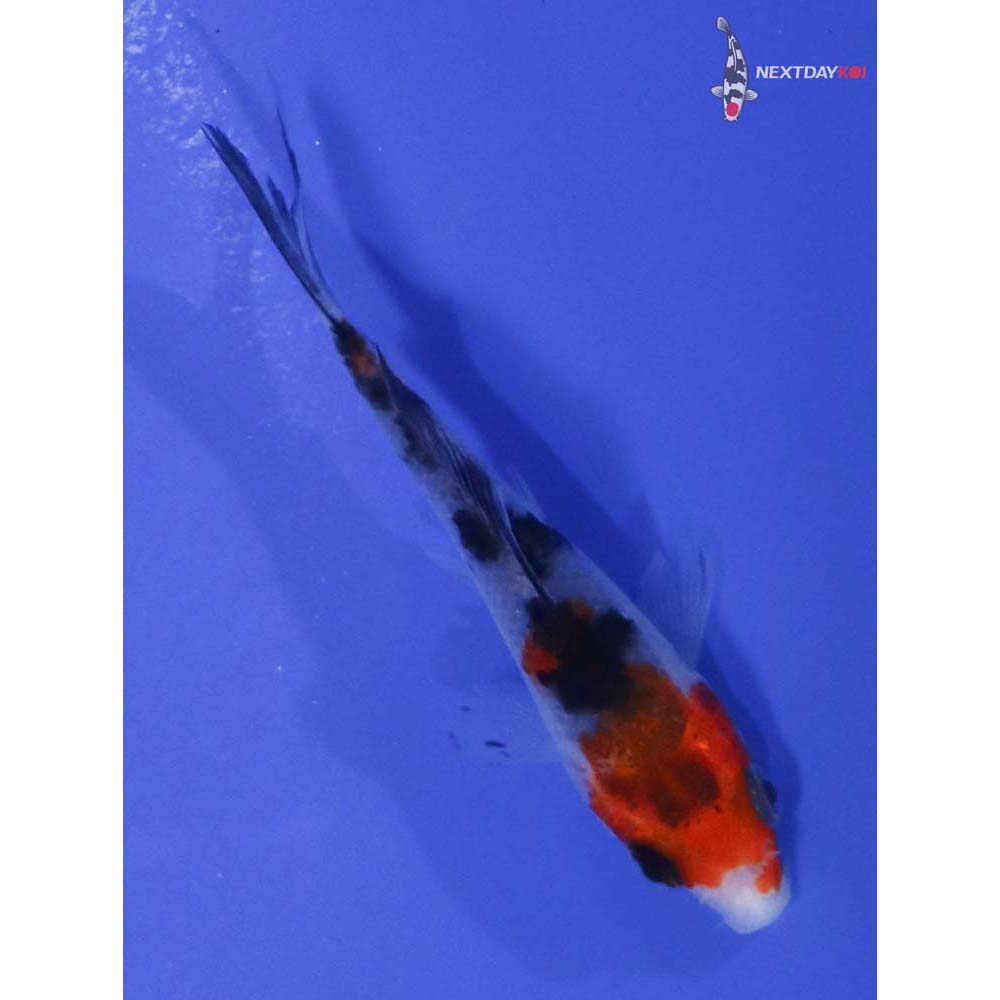 3” Imported Sanke