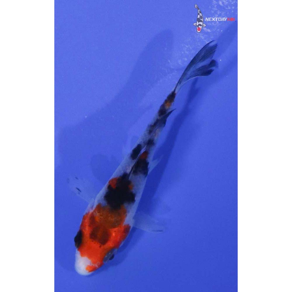 3” Imported Sanke