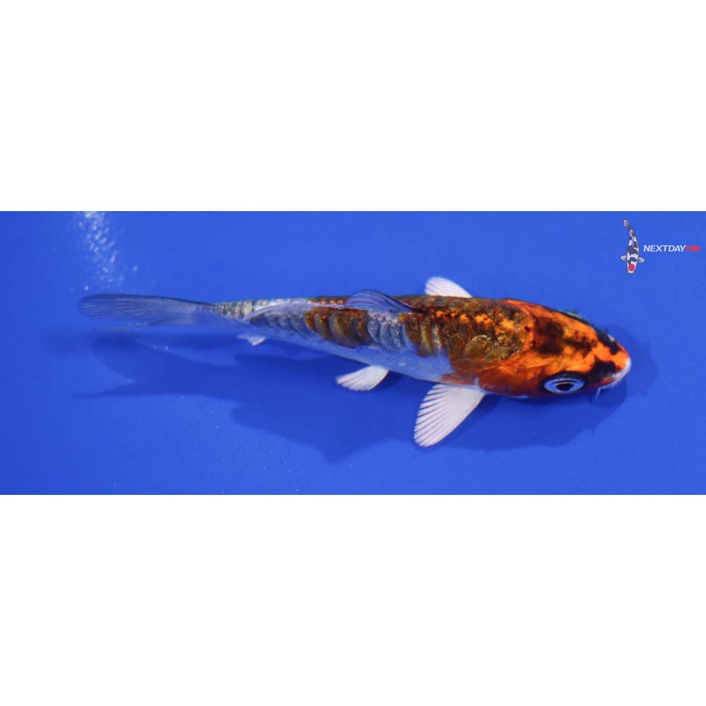 3” Imported Doitsu Gin Rin Kujaku