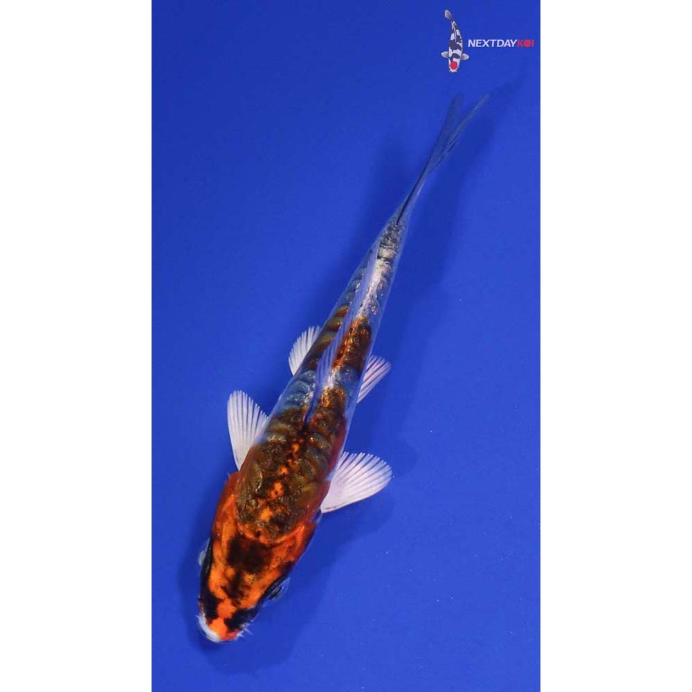3” Imported Doitsu Gin Rin Kujaku