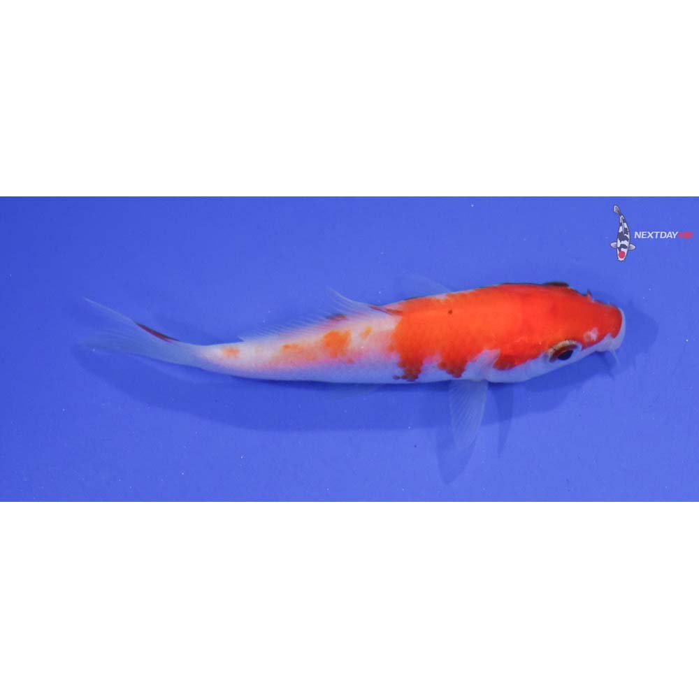 3” Imported Kohaku