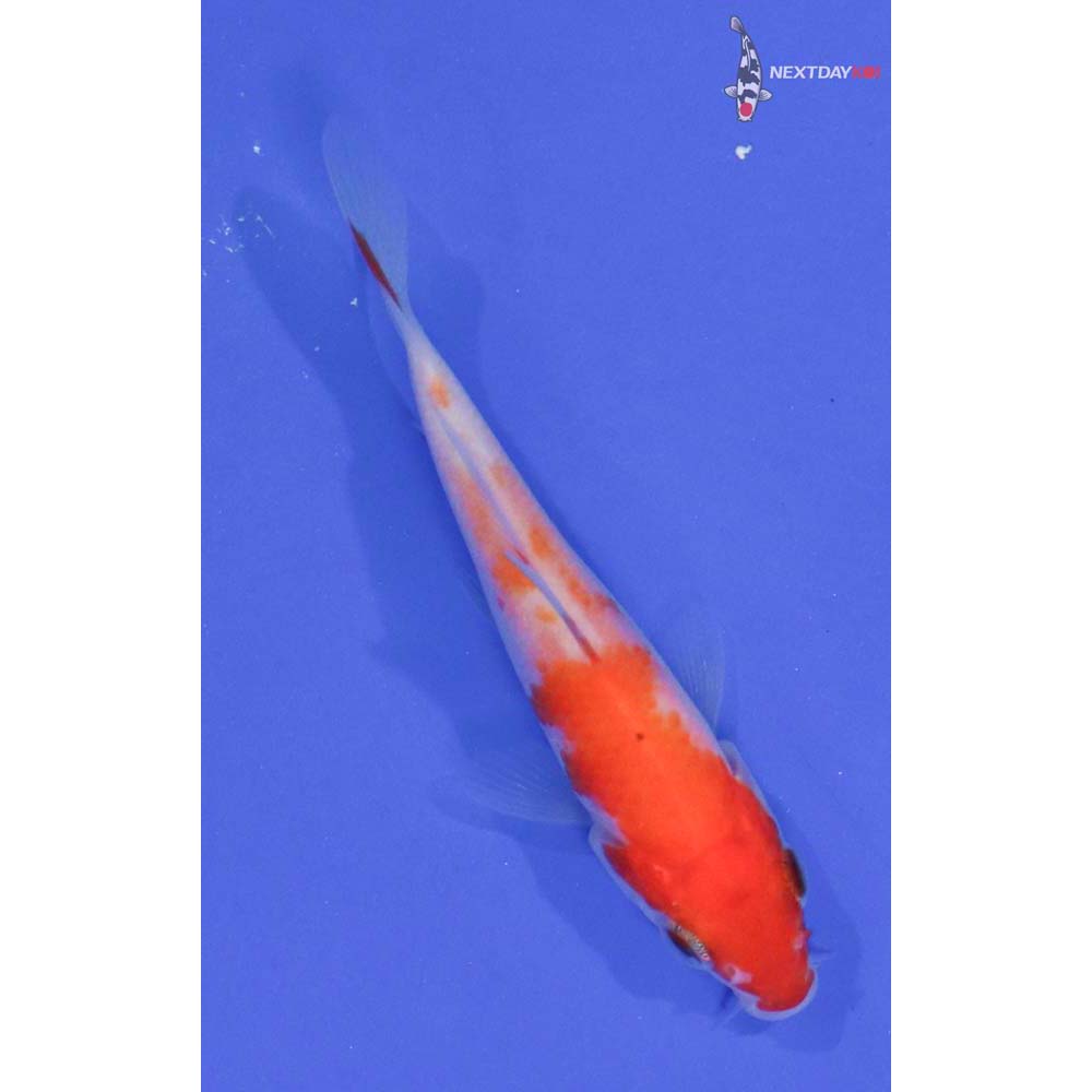 3” Imported Kohaku