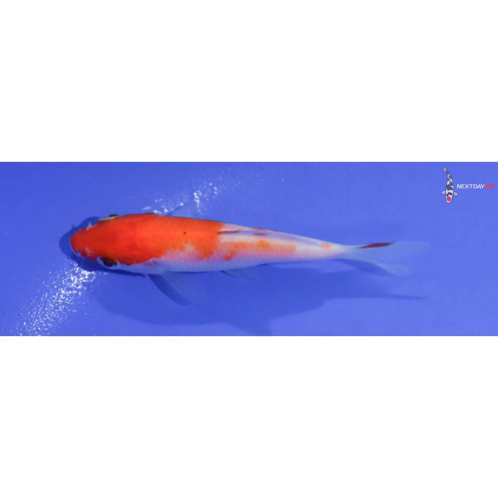 3” Imported Kohaku